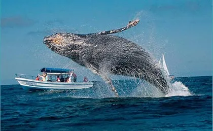 Samaná - Ballenas